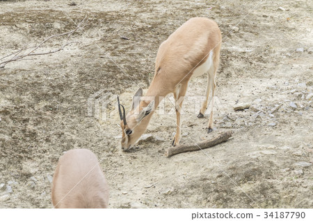 Gazella dorcas neglecta, Dorcas gazelle 34187790