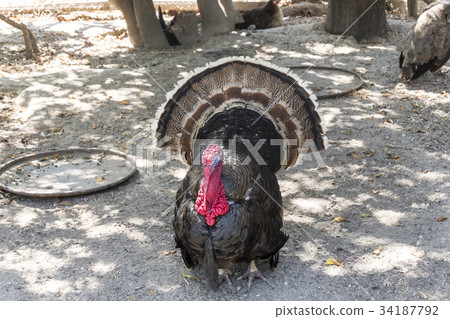 Wild turkey (Meleagris gallopavo) 34187792