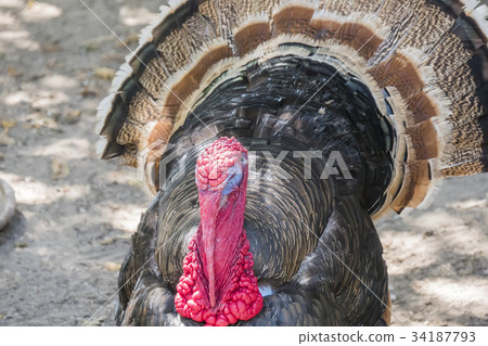 Wild turkey (Meleagris gallopavo) 34187793