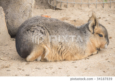Dolichotis patagonum, Patagonian mara Dolichotis patagonum, Patagonian mara 34187839