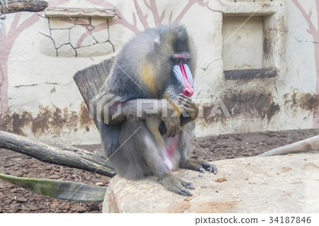 Mandrillus sphinx, Mandrill 34187846