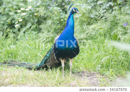 Peacock male in the field (Indian peafowl) Peacock male in the field (Indian peafowl) 34187870