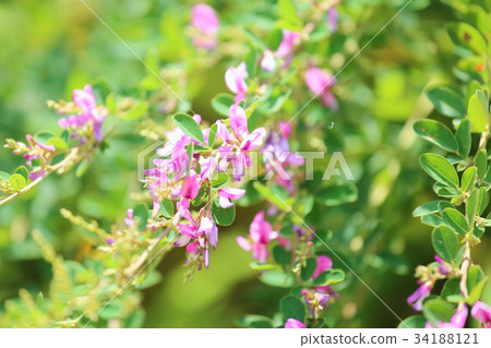 Hagi flower Hagi flower 34188121