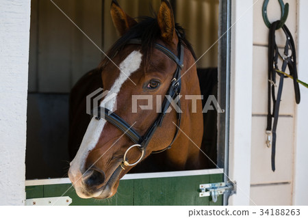 Pair of green wellington boot Pair of green wellington boot 34188263