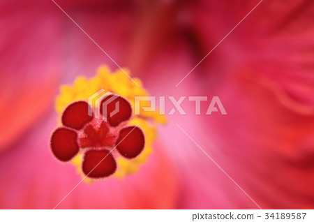 植物 花 花卉 花蕊 朱槿 扶桑 赤槿 四季 彩球 跳舞 近拍 特寫 盛開 熱情 花園 主角 焦點 34189587