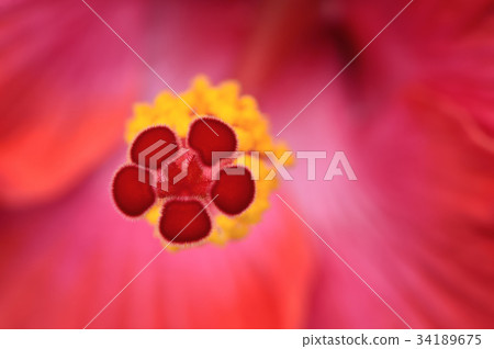 植物 花 花卉 花蕊 朱槿 扶桑 赤槿 四季 彩球 跳舞 近拍 特寫 盛開 熱情 花園 主角 焦點 植物 花 花卉 花蕊 朱槿 扶桑 赤槿 四季 彩球 跳舞 近拍 特寫 盛開 熱情 花園 主角 焦點 34189675