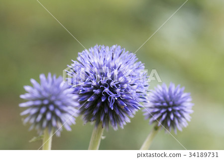 Higo Thai（Ruri Tamasaki） 34189731