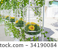 The Bird Cages Decoration 34190084
