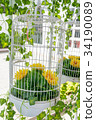 Bird Cages Decor 34190089