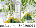 The Bird Cages Decor 34190091