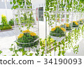 White Bird Cages Decoration 34190093