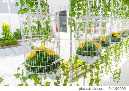 White Bird Cages Decoration 34190093