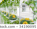 The White Bird Cages Decoration 34190095