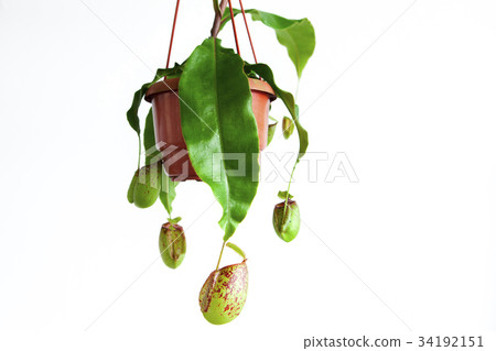 食肉植物，捕蠅草，肉食植物、ハエジゴク、Plants, enus Flytrap 34192151