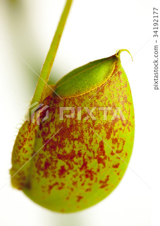 食肉植物，捕蠅草，肉食植物、ハエジゴク、Plants, enus Flytrap 34192177