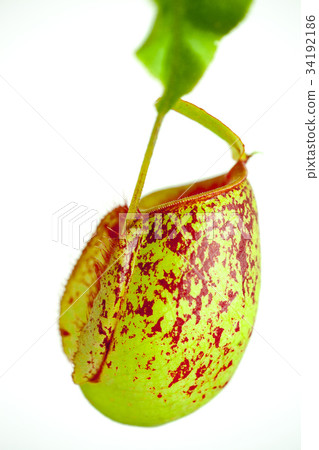 食肉植物，捕蠅草，肉食植物、ハエジゴク、Plants, enus Flytrap 34192186