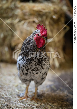Wall with colorful footholds Wall with colorful footholds 34192279