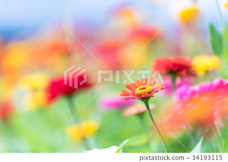 City park of the flower 34193115