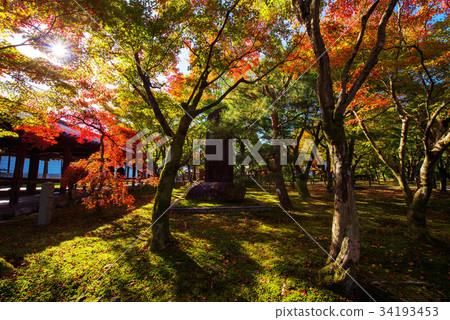 Tofuku-ji temple garden with Autumn leaf, Kyoto 34193453