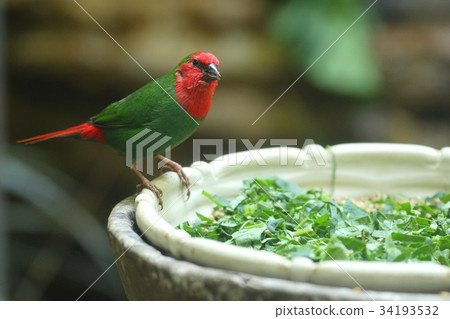 日野蝴蝶 34193532