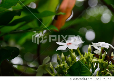 花 花卉 海檬果 白色 白 花蕊 花瓣 海濛果 海杧果 山檨仔 猴歡喜 海檨仔 黃金茄 山杧果 白花 34193962