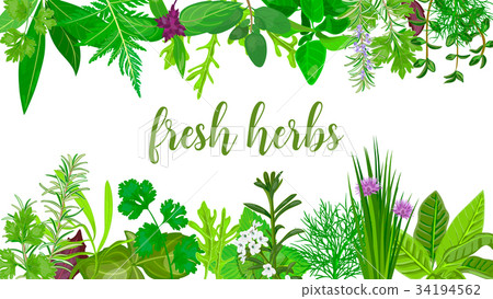 Popular Fresh Realistic herbs and flowers. logo Popular Fresh Realistic herbs and flowers. logo 34194562
