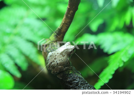 Japanese black frog Japanese black frog 34194902