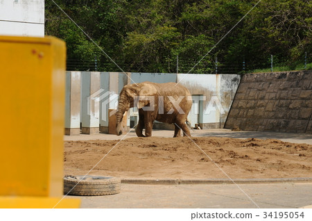 I'm an African elephant 34195054