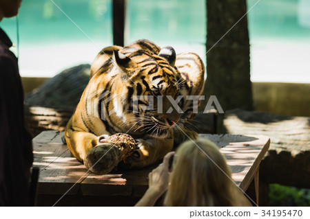 close-up of a beautiful big tiger close-up of a beautiful big tiger 34195470