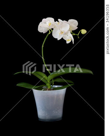 White phalaenopsis flower White phalaenopsis flower 34196358
