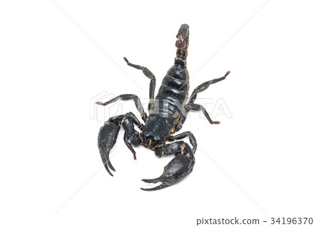 Scorpion isolated on white background 34196370