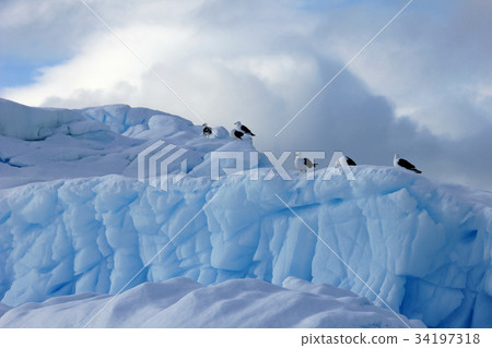 Kelp Gulls and Arctic Terns flying and sitting on 34197318