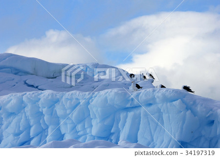 Kelp Gulls and Arctic Terns flying and sitting on 34197319