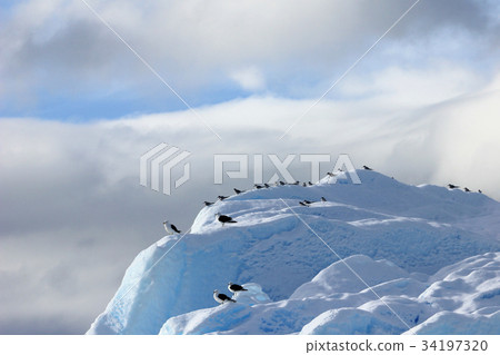 Kelp Gulls and Arctic Terns flying and sitting on 34197320