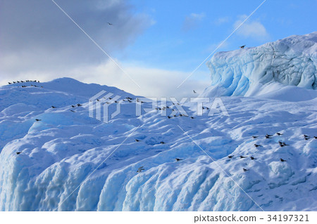 Kelp Gulls and Arctic Terns flying and sitting on 34197321