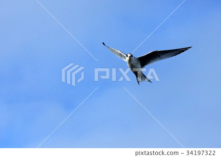 Arctic Tern flying, Antarctic Peninsula 34197322