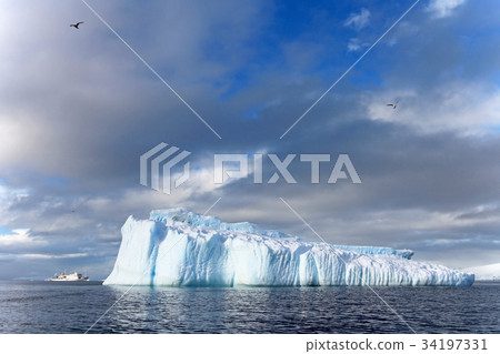 Kelp Gulls and Arctic Terns flying and sitting on 34197331