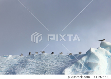 Kelp Gulls and Arctic Terns flying and sitting on 34197332