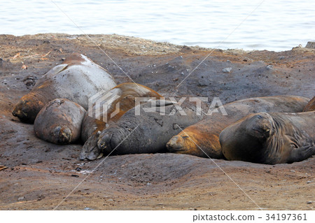 Elephant Seals, Mirounga Leonina, Antarctica Elephant Seals, Mirounga Leonina, Antarctica 34197361