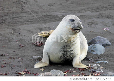 Elephant Seal, Mirounga Leonina, Antarctica Elephant Seal, Mirounga Leonina, Antarctica 34197382