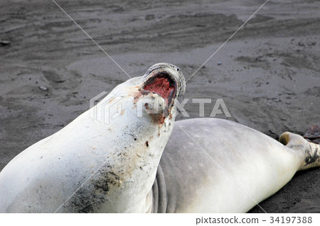 Elephant Seal, Mirounga Leonina, Antarctica 34197388