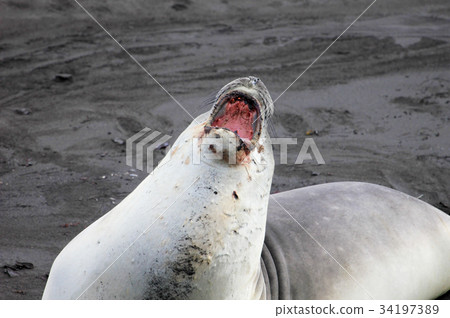 Elephant Seal, Mirounga Leonina, Antarctica Elephant Seal, Mirounga Leonina, Antarctica 34197389