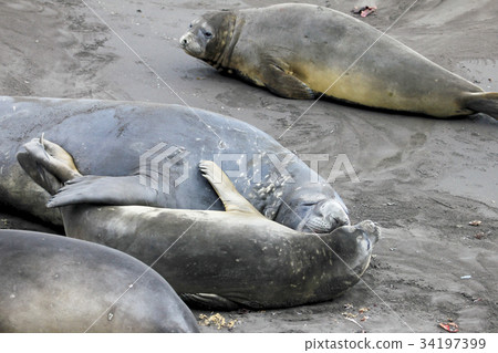 Elephant Seals, Mirounga Leonina, Antarctica 34197399