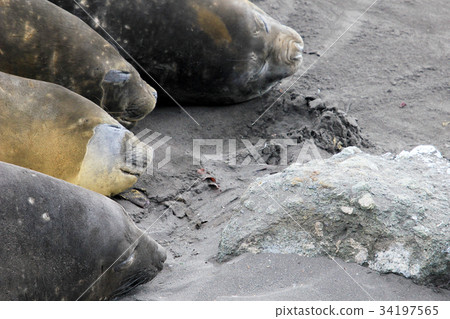 Elephant Seals, Mirounga Leonina, Antarctica Elephant Seals, Mirounga Leonina, Antarctica 34197565