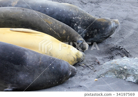 Elephant Seals, Mirounga Leonina, Antarctica 34197569