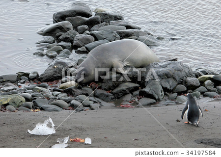 Elephant Seal and Gentoo Penguin, Antarctica 34197584