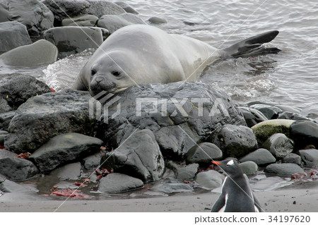 Elephant Seal and Gentoo Penguin, Antarctica 34197620