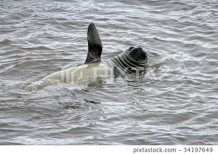 Elephant Seal, Mirounga Leonina, Antarctica 34197649
