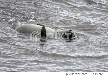 Elephant Seal, Mirounga Leonina, Antarctica Elephant Seal, Mirounga Leonina, Antarctica 34197659