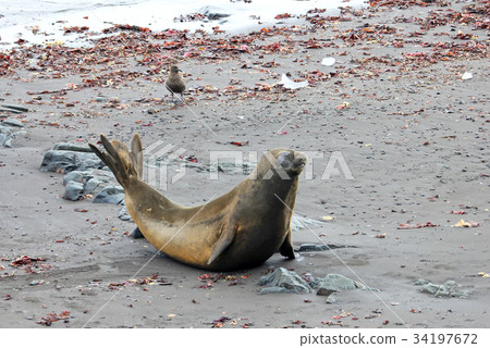 Elephant Seal, Mirounga Leonina, Antarctica Elephant Seal, Mirounga Leonina, Antarctica 34197672